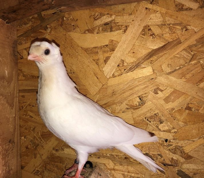 8675  mascul  2020_3 - pui 2020 BM