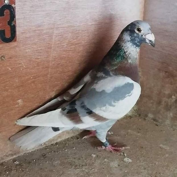  - NU AMI APARTIN 2020