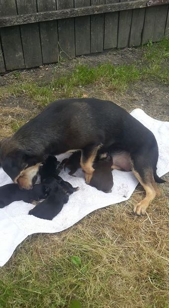 3667CDBF-6FC4-4D5E-A00D-361DC9CA0749 - catei de vazare pentru sobolani