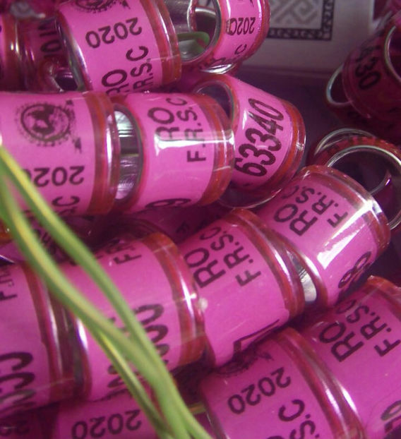  - Inele porumbei 2020 de vanzare