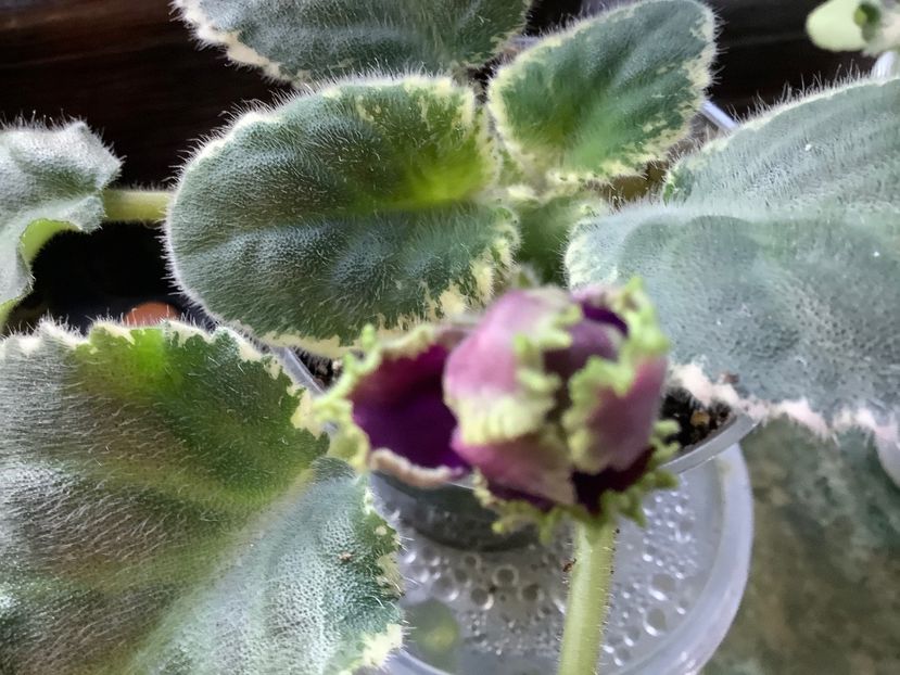  - LE Nochnoe Randevu