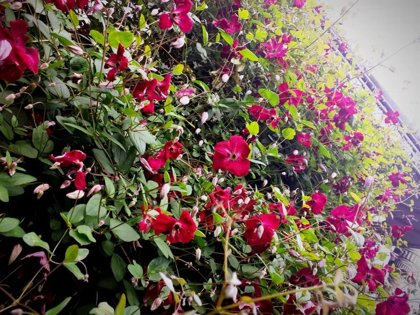  - Clematite 2015-prezent