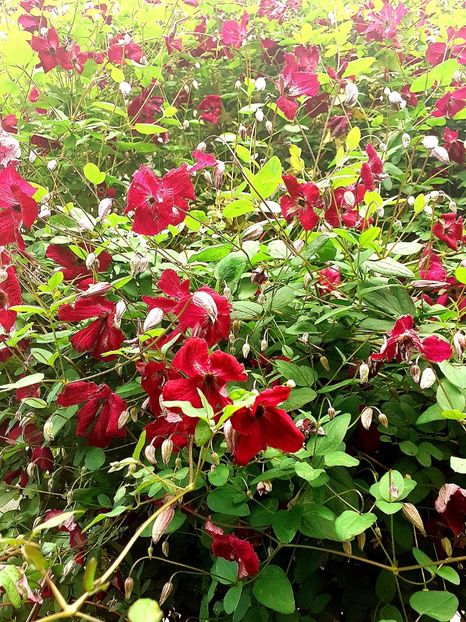 - Clematite 2015-prezent