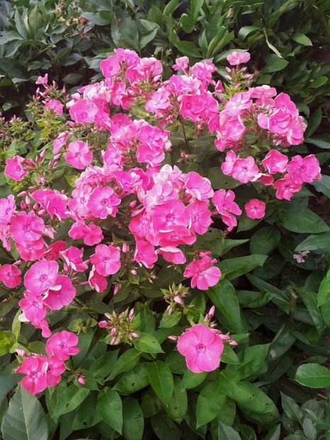  - Alte flori