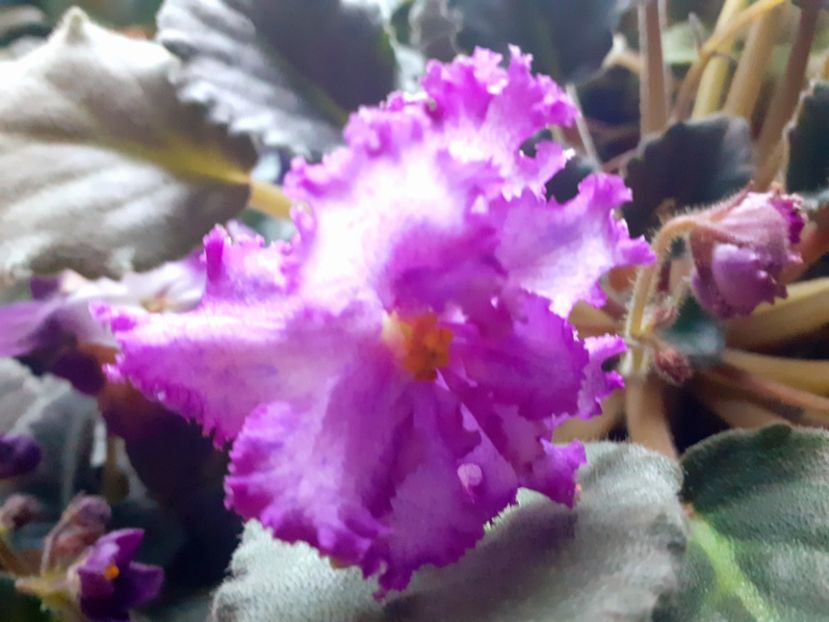  - Violete