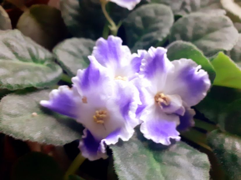  - Violete