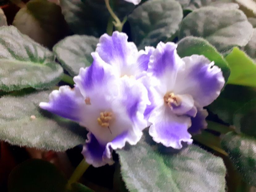  - Violete