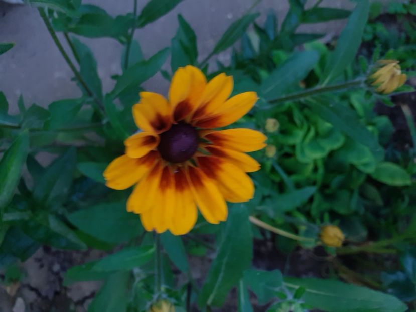  - Alte flori