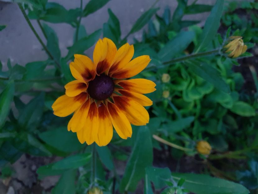  - Alte flori