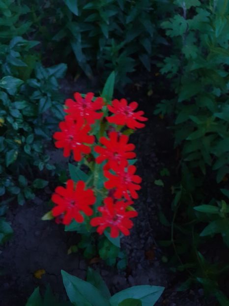  - Alte flori