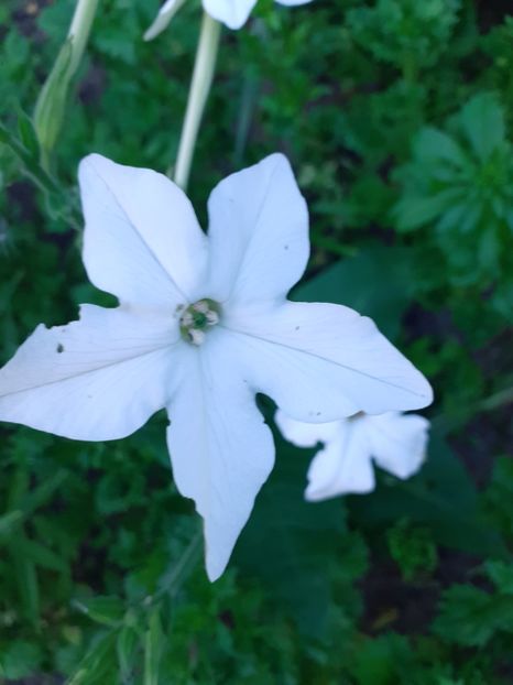  - Alte flori