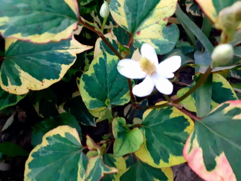  - Alte flori