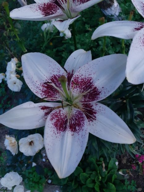  - Crini de gradina 2015- prezent