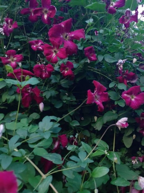  - Clematite 2015-prezent