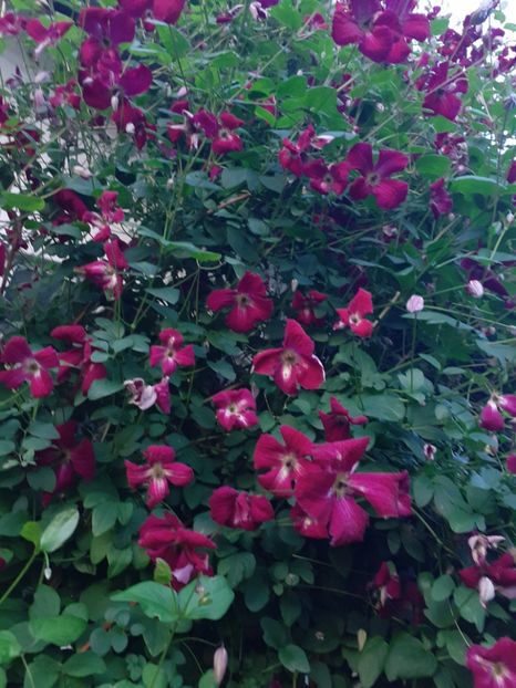  - Clematite 2015-prezent