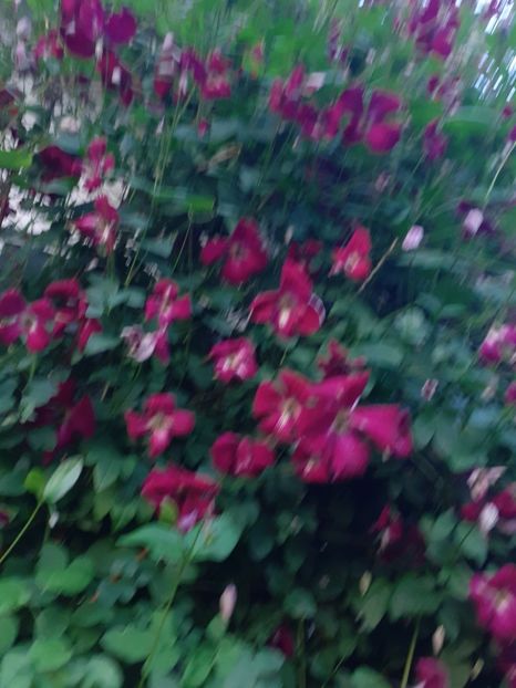  - Clematite 2015-prezent