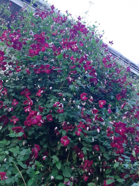  - Clematite 2015-prezent