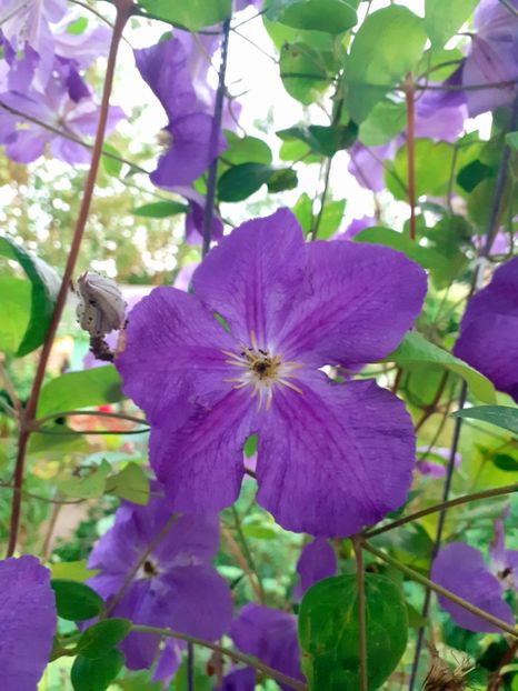  - Clematite 2015-prezent