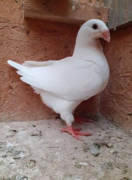 AGH - Tineret AGH 2020