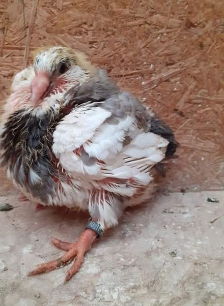 AGH - Tineret AGH 2020