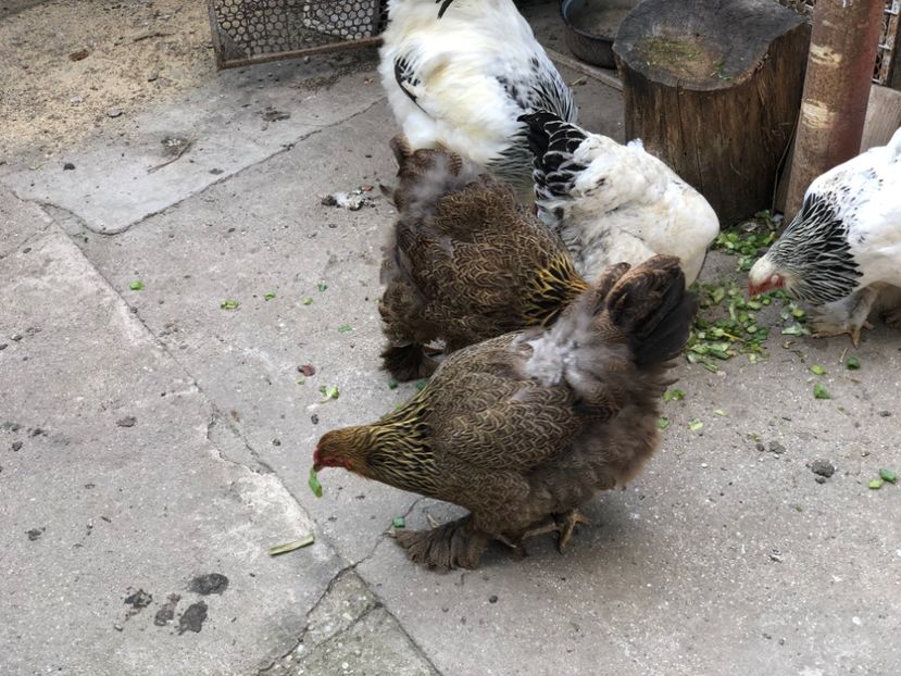 54E322A3-7BC2-4D05-A221-54293F05C61E - 2020