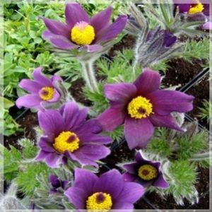 pulsatilla-vulgaris-pinwheel-blue-violet-shades-gm034 - Comanda Plant -Shop
