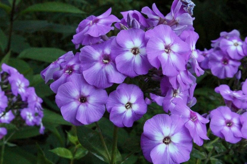 Phlox_VIOLET_FLAME_Barsixtyone_1_1024x1024 - Comanda Plant -Shop