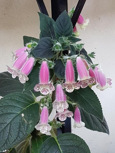 Venus - KOHLERIA 2020