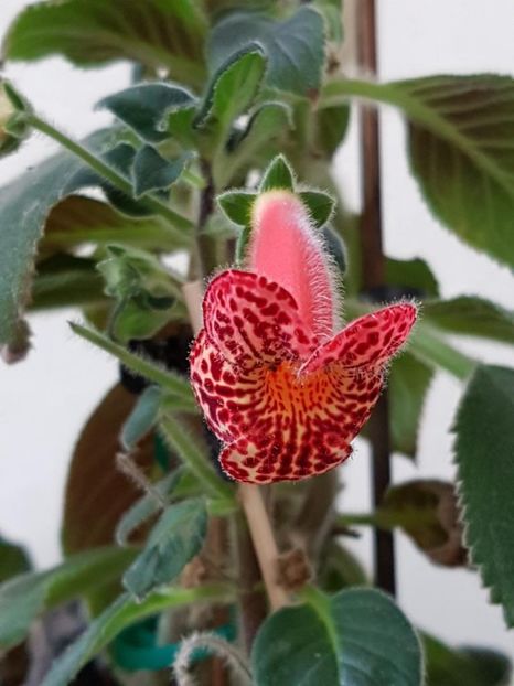 Moa - KOHLERIA 2020
