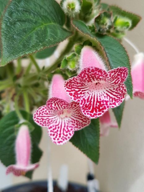 Luci,s Rays - KOHLERIA 2020