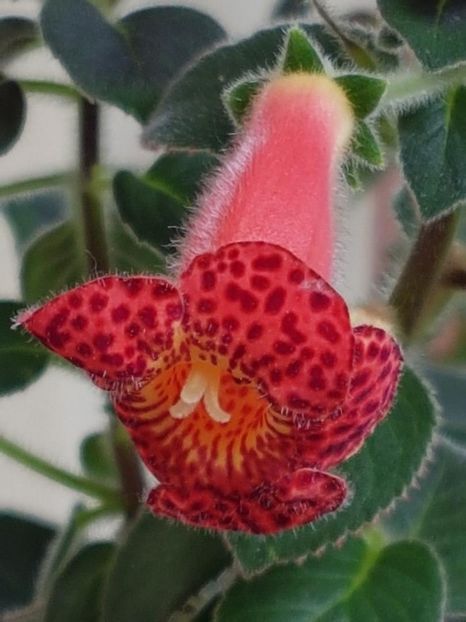 Moa - KOHLERIA 2020