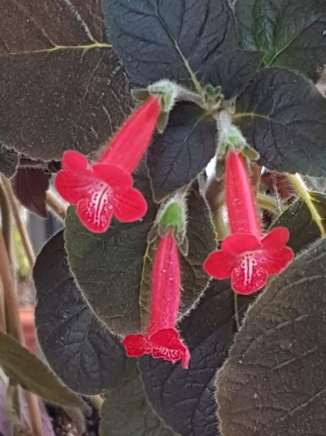 Ruby Red - KOHLERIA 2020
