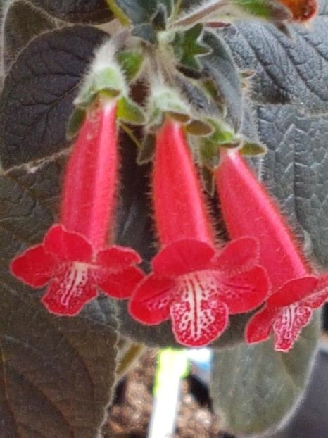 Ruby Red - KOHLERIA 2020