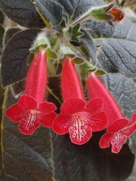Ruby Red - KOHLERIA 2020