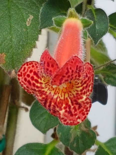 Moa - KOHLERIA 2020