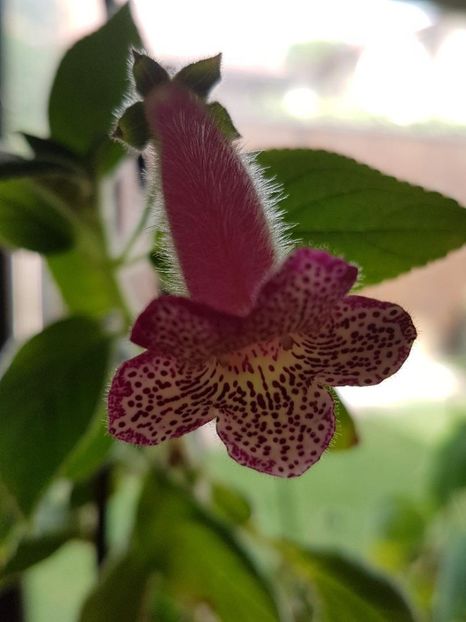 Yf,s Leah - KOHLERIA 2020