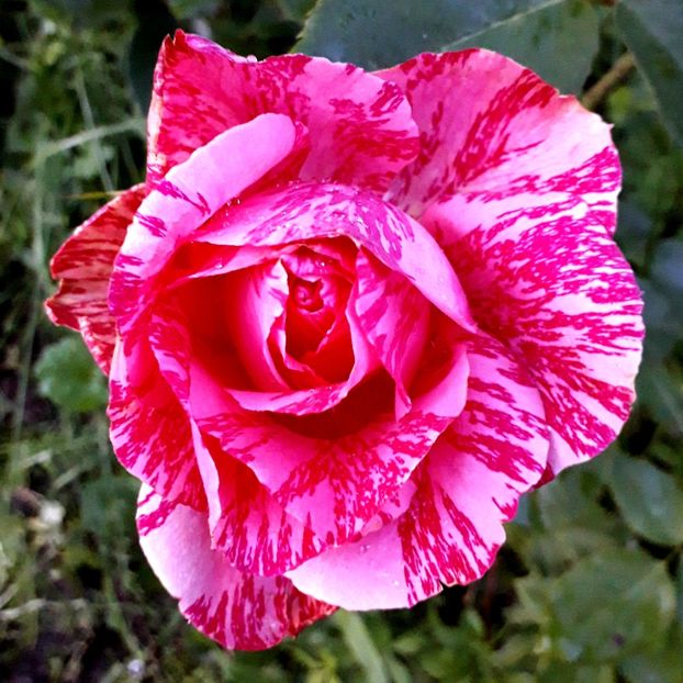  - TRANDAFIRI_2020_2024