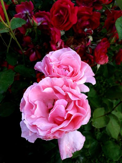  - TRANDAFIRI_2020_2024