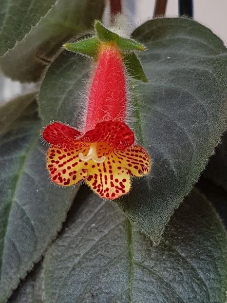 Bogotensis - KOHLERIA 2020