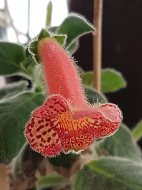 Yf,s Emma - KOHLERIA 2020