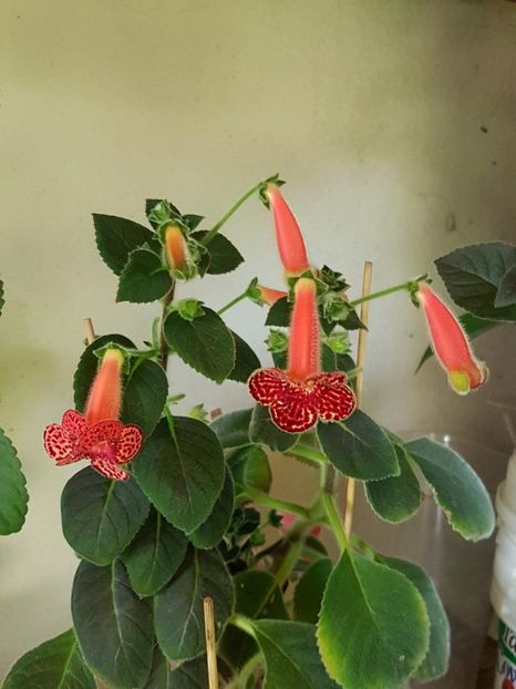 Yf,s Emma - KOHLERIA 2020