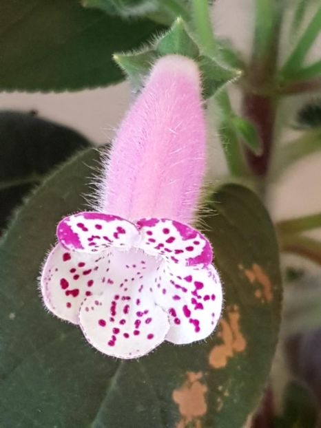 Yf,s Tradlet - KOHLERIA 2020
