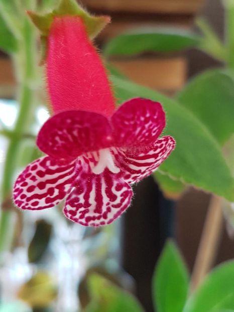 Lady in Red - KOHLERIA 2020