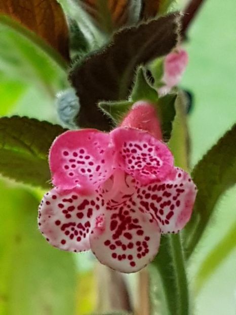 Marquisq de Sade - KOHLERIA 2020