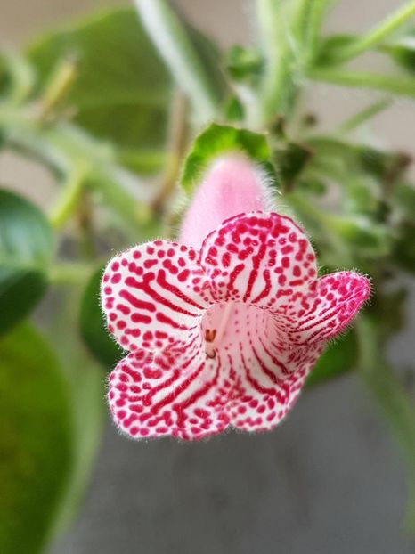 Luci,s Rays - KOHLERIA 2020