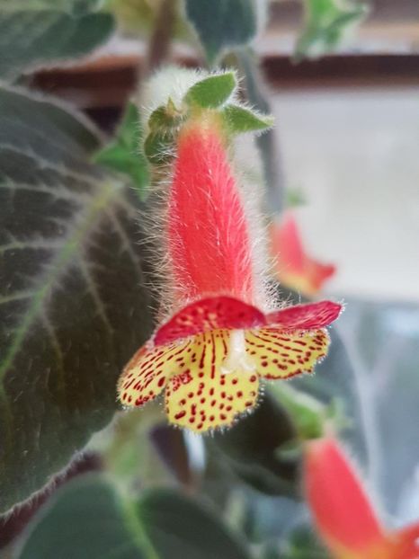 Bogotensis - KOHLERIA 2020