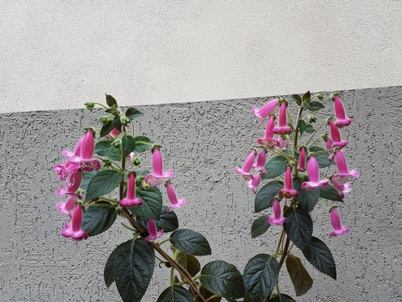 Marta - KOHLERIA 2020