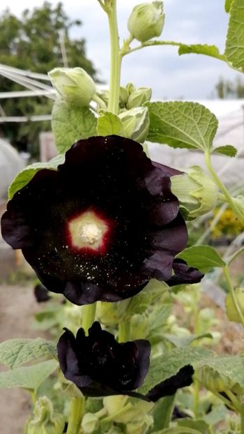  - SEMINTE NALBA NEAGRA - D 146 Hollyhock Black