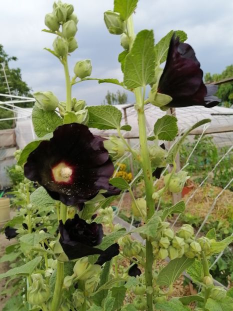  - SEMINTE NALBA NEAGRA - D 146 Hollyhock Black