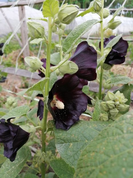  - SEMINTE NALBA NEAGRA - D 146 Hollyhock Black